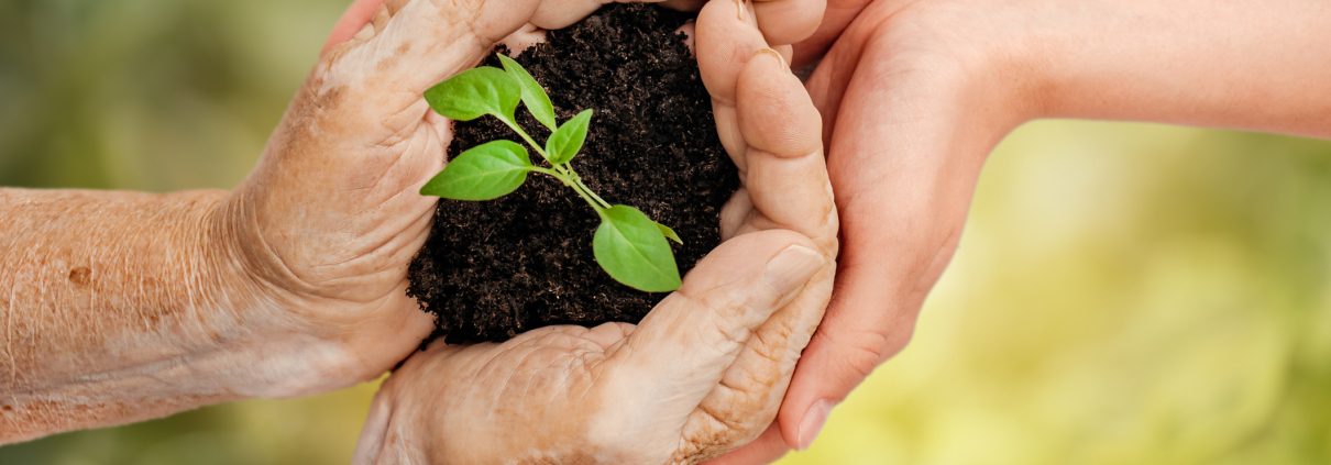 A senior holding a pile of soil with a small plant growing out of it, symbolizing RRIF as a charitable legacy