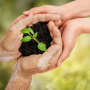 A senior holding a pile of soil with a small plant growing out of it, symbolizing RRIF as a charitable legacy