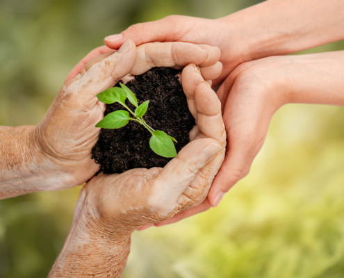 A senior holding a pile of soil with a small plant growing out of it, symbolizing RRIF as a charitable legacy