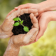 A senior holding a pile of soil with a small plant growing out of it, symbolizing RRIF as a charitable legacy