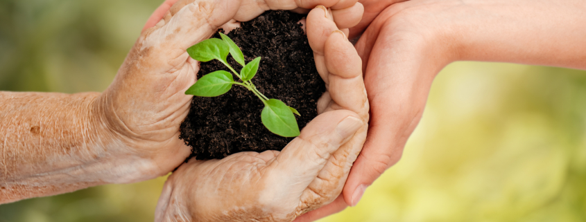 A senior holding a pile of soil with a small plant growing out of it, symbolizing RRIF as a charitable legacy